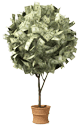 Money Tree